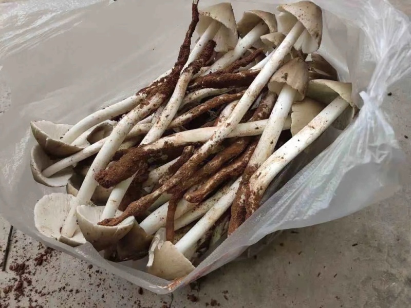 野生菌