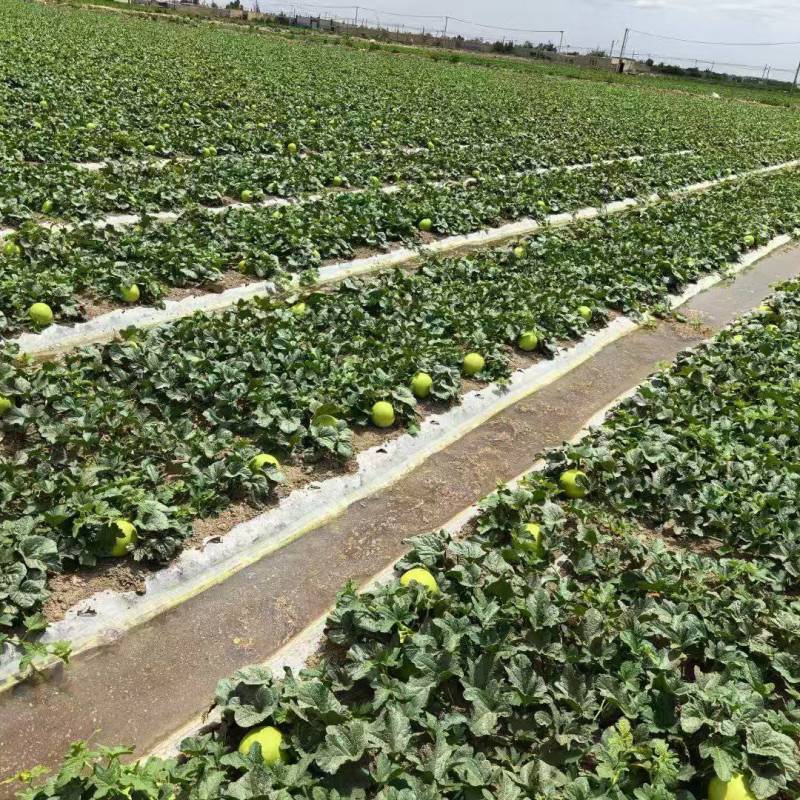 甘肃民勤哈密瓜产地一手货源大量现货供应欢迎来电咨询