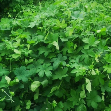 【热卖】陕西野生葎草新鲜通货一手货源批发价