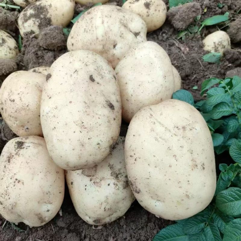 甘肃高原临洮黄心土豆