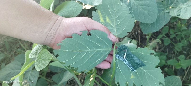 20天以后开始批量上市