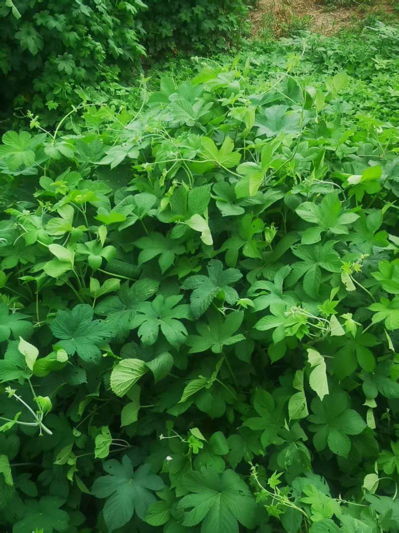 【热卖】陕西野生葎草新鲜通货一手货源批发价