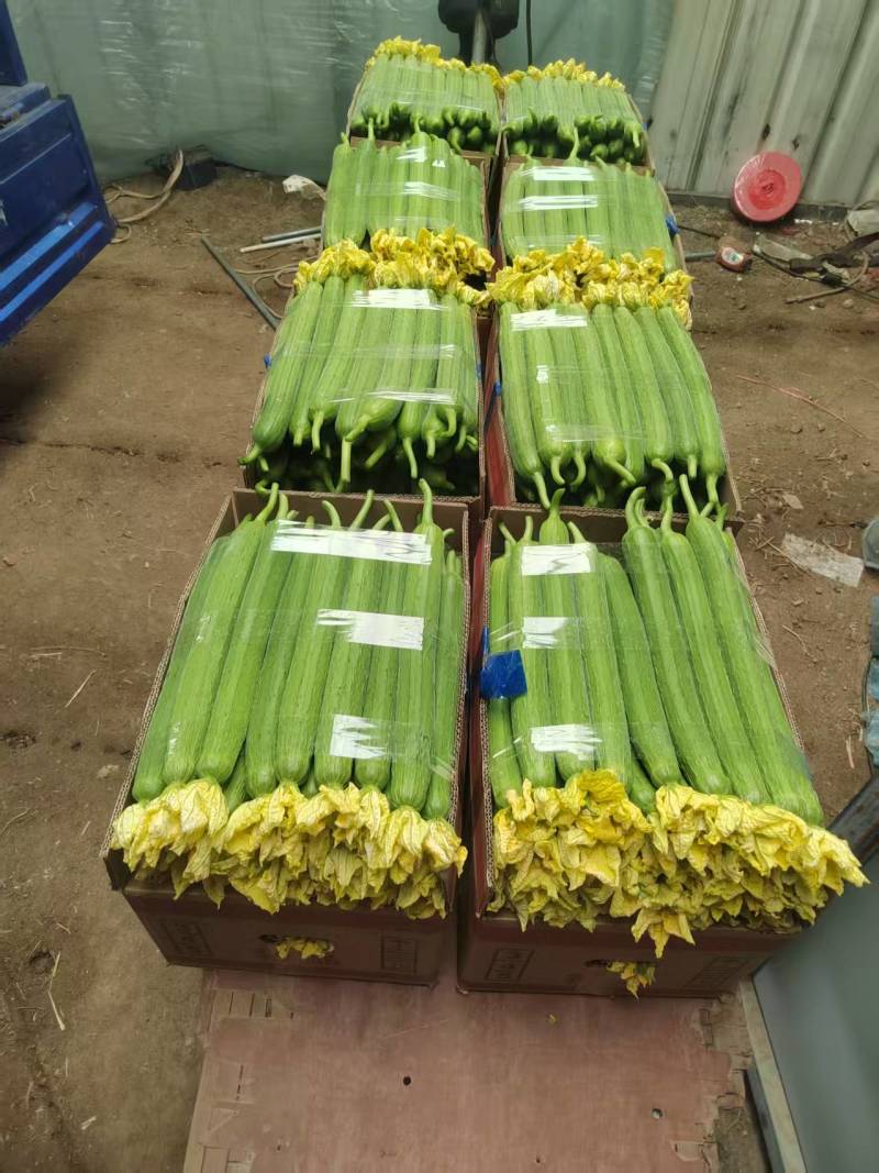 欢迎来电咨询鲜花丝瓜大量上市对接全国发货精品丝瓜