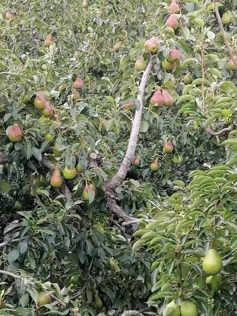 龙口特产太婆梨大量上市中