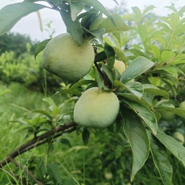 奈李