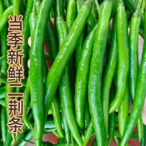 95-55-67-50！辣椒大大批量上市，欢迎订购，