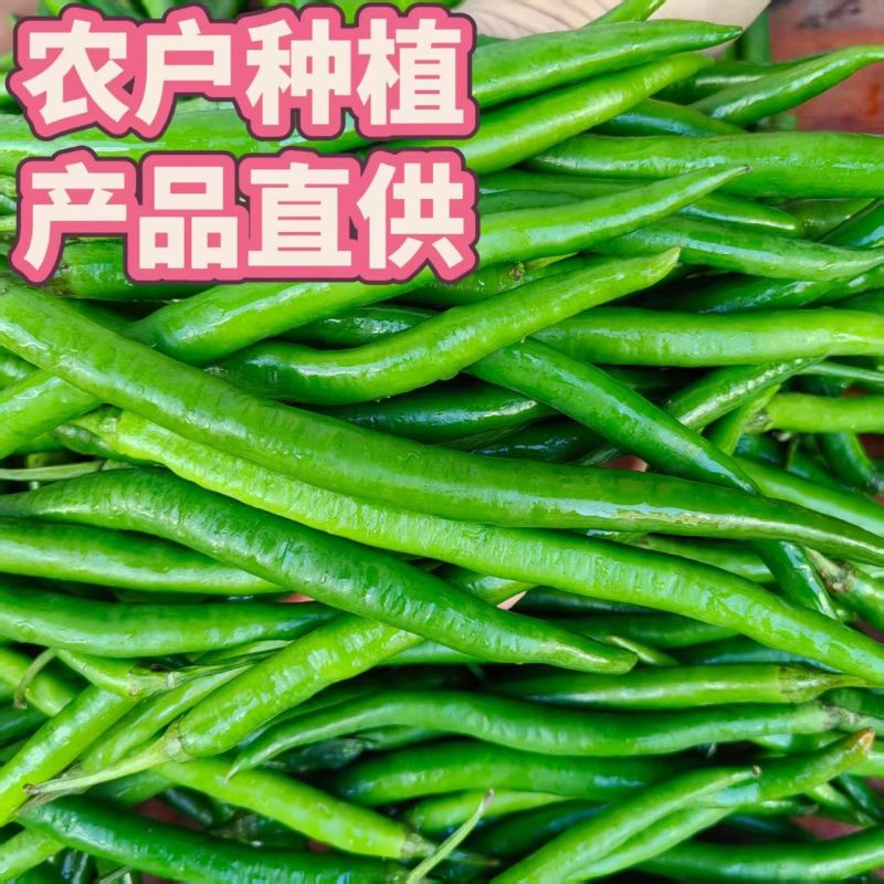 各类辣椒大批量上市，线椒，螺丝椒95-55-67-50！
