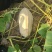 蜜本老南瓜