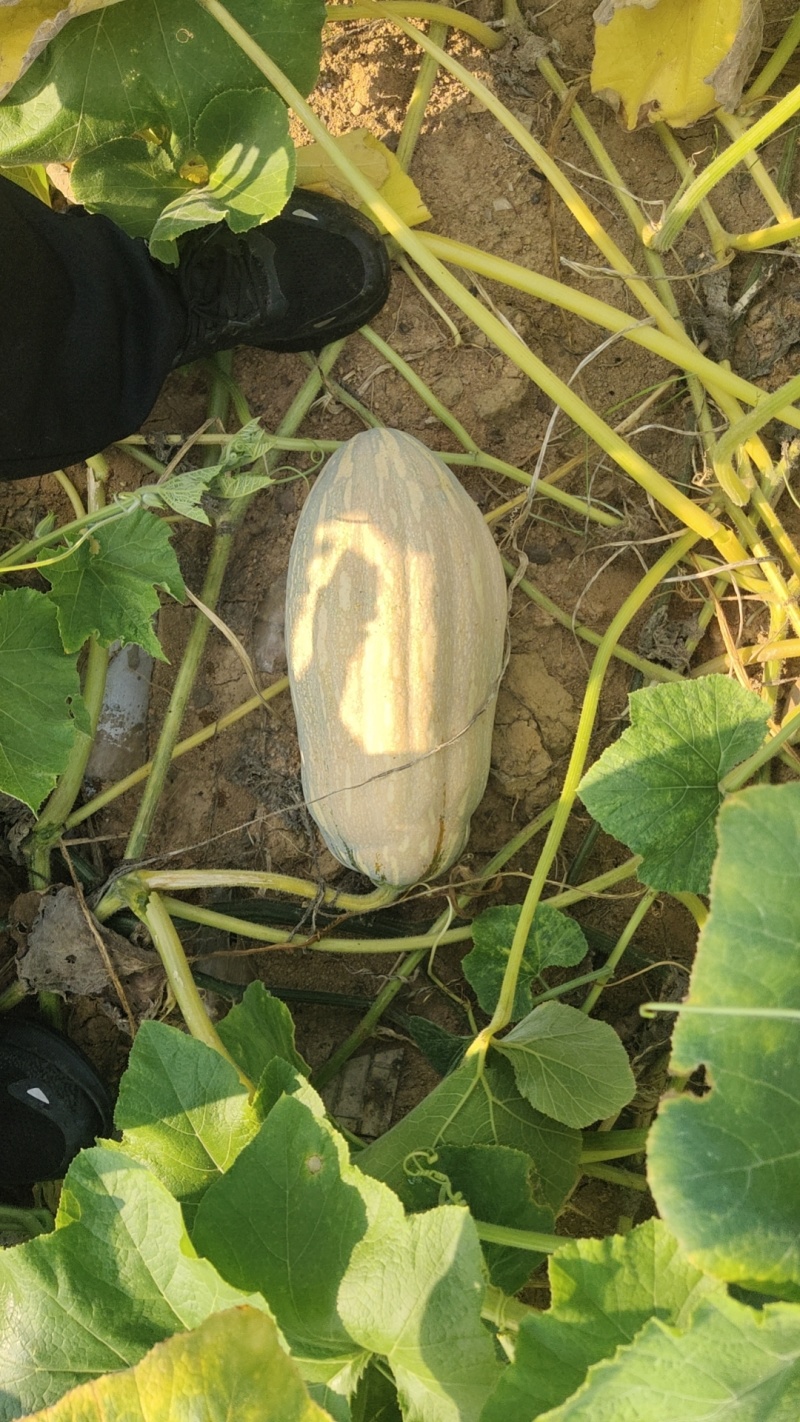 蜜本老南瓜