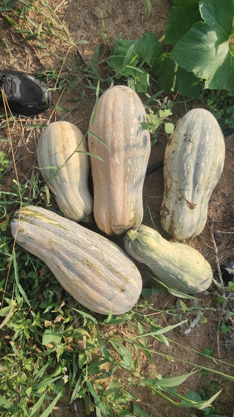 蜜本老南瓜
