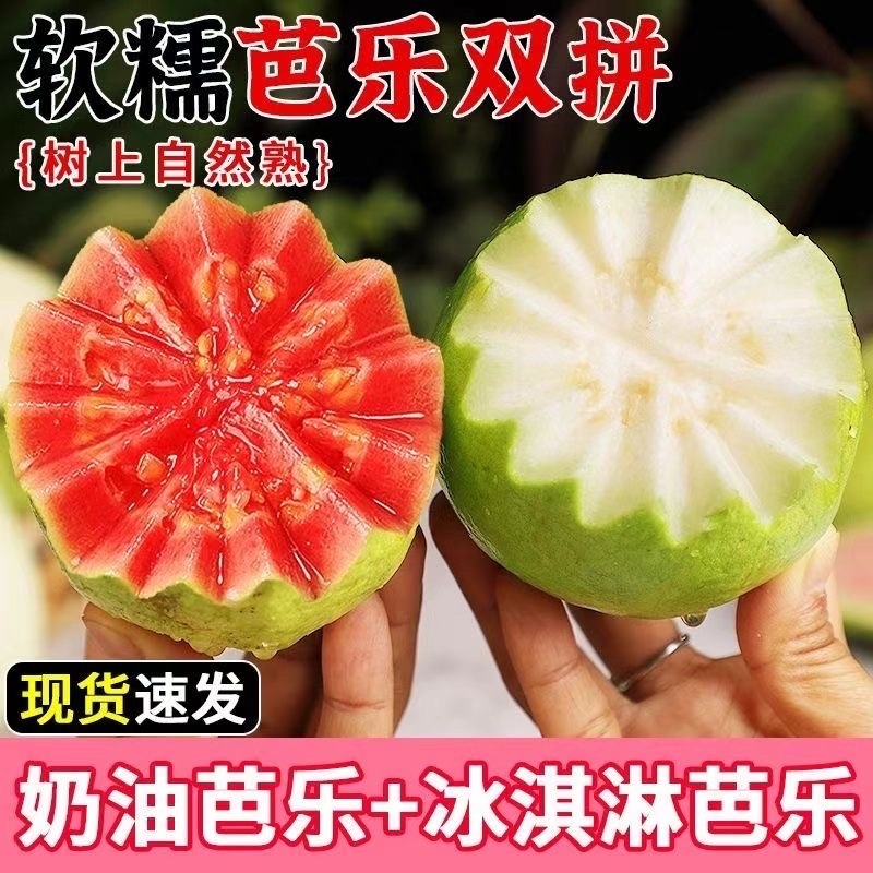 西瓜红芭乐番石榴大量供应