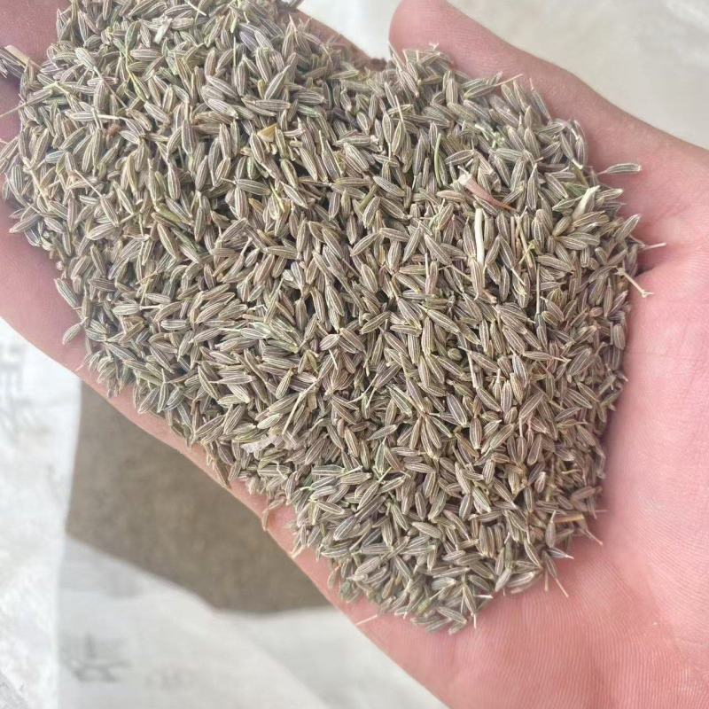 新疆孜然大量有现货