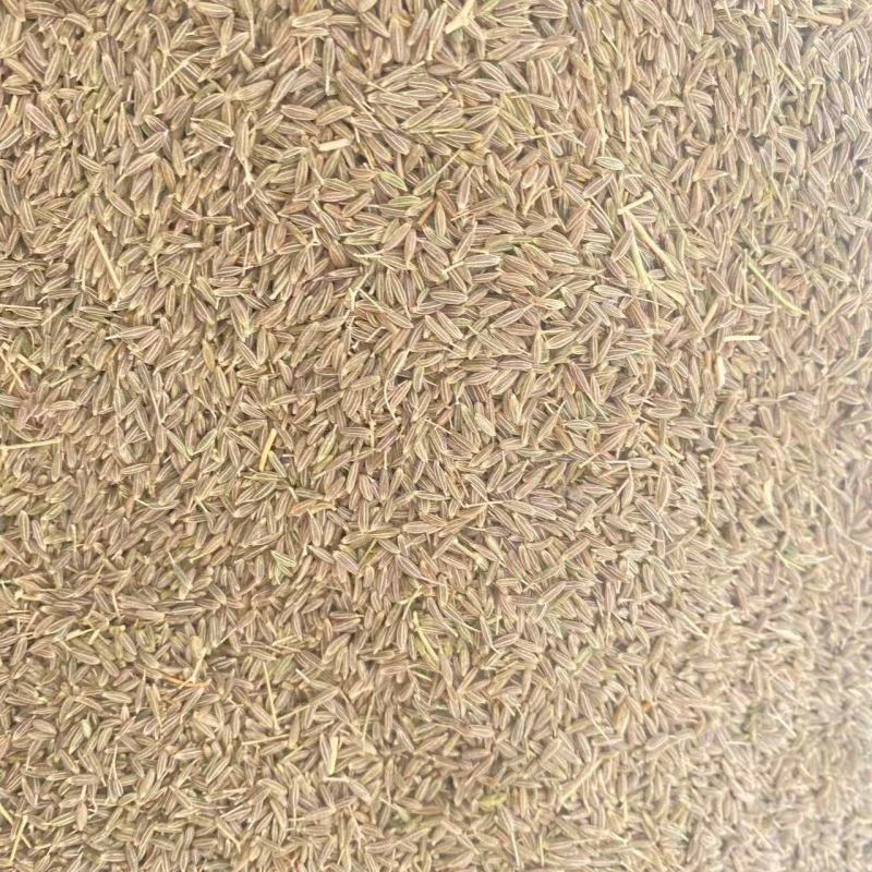新疆孜然大量有现货