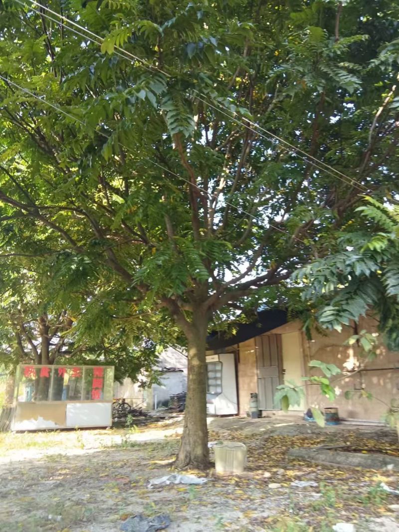麻楝10-12米35-40的。一般货上工地，有发照片