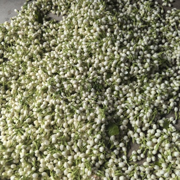 福清茉莉花朵