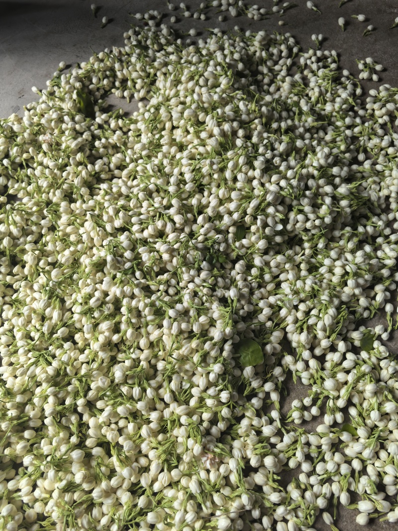 福清茉莉花朵