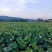 新鲜莲蓬，麻莲，每天可采摘，安徽池州