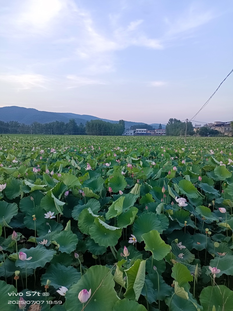 新鲜莲蓬，麻莲，每天可采摘，安徽池州