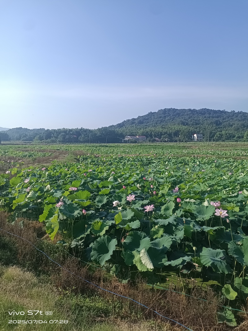 新鲜莲蓬，麻莲，每天可采摘，安徽池州