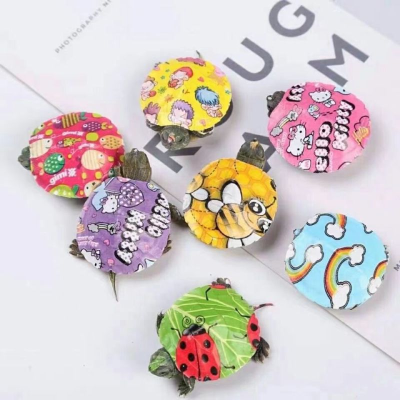 七彩乌龟活物宠物网红小彩龟炫彩巴西龟巴西晒台饲料观赏彩色