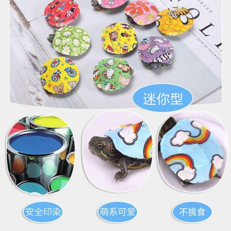 七彩乌龟活物宠物网红小彩龟炫彩巴西龟巴西晒台饲料观赏彩色