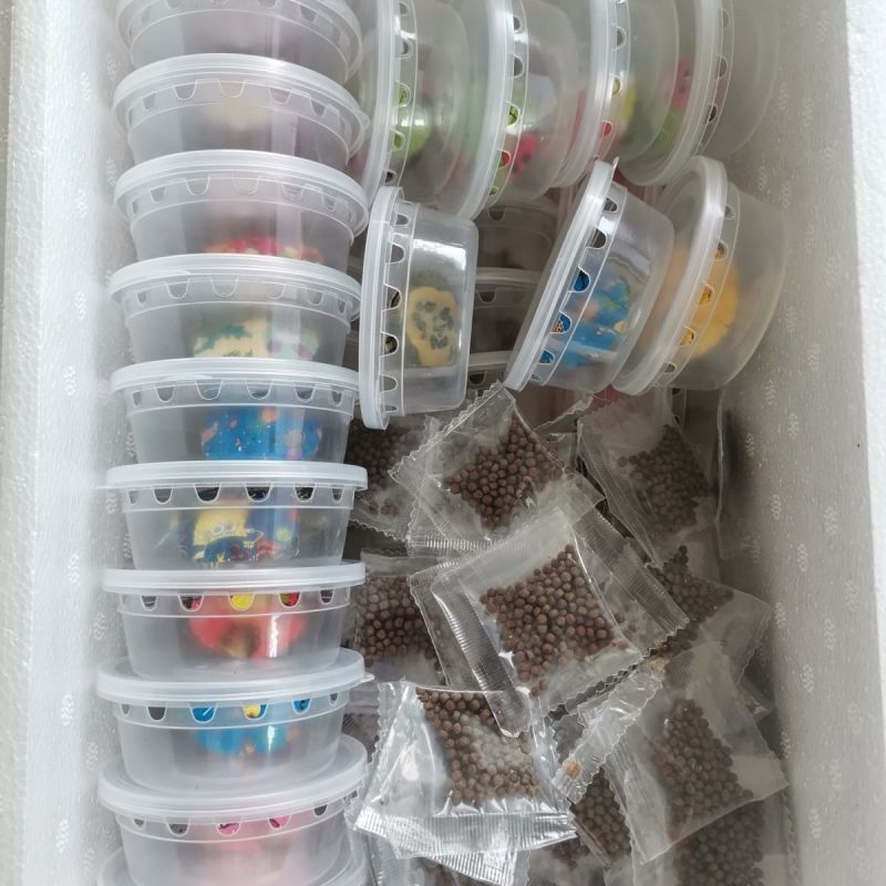 七彩乌龟活物宠物网红小彩龟炫彩巴西龟巴西晒台饲料观赏彩色