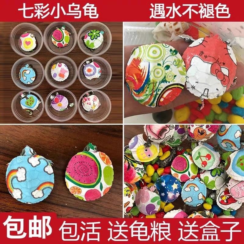 七彩乌龟活物宠物网红小彩龟炫彩巴西龟巴西晒台饲料观赏彩色