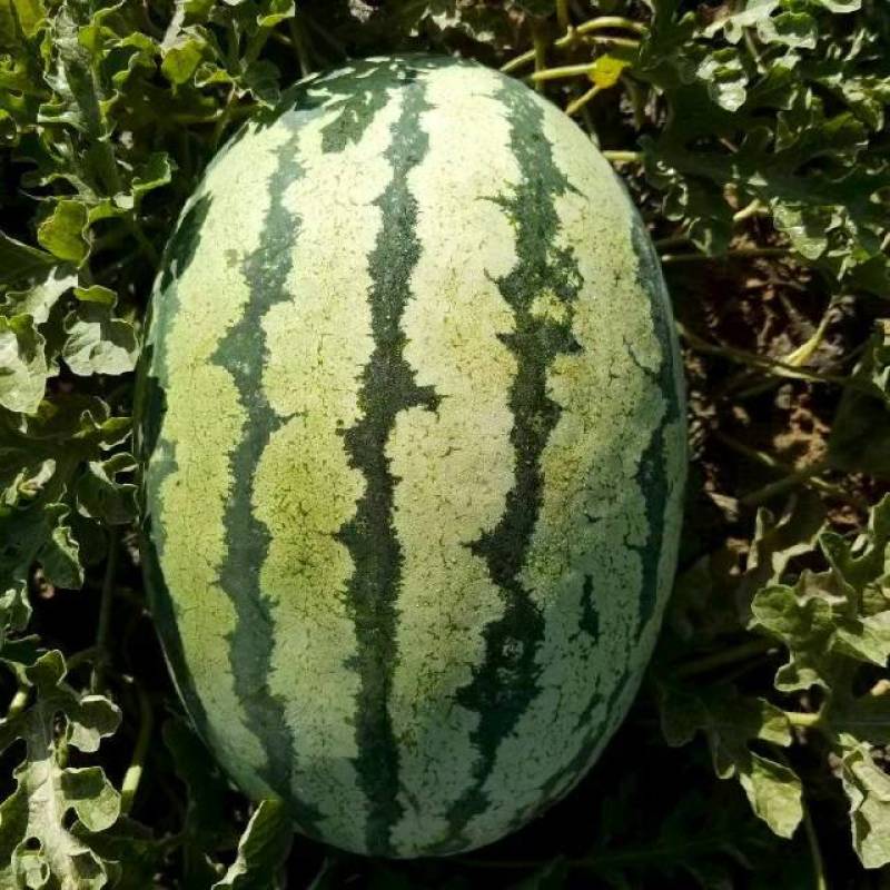 金花一号