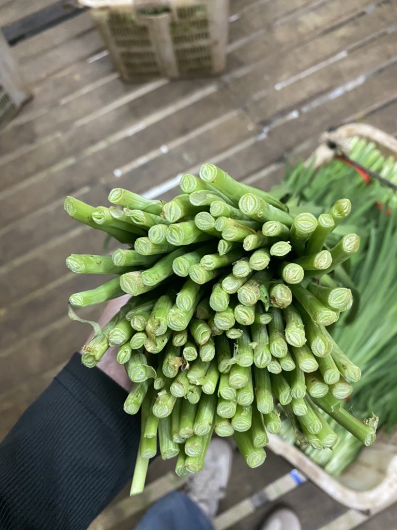 云南精品韭菜