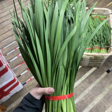 云南精品韭菜