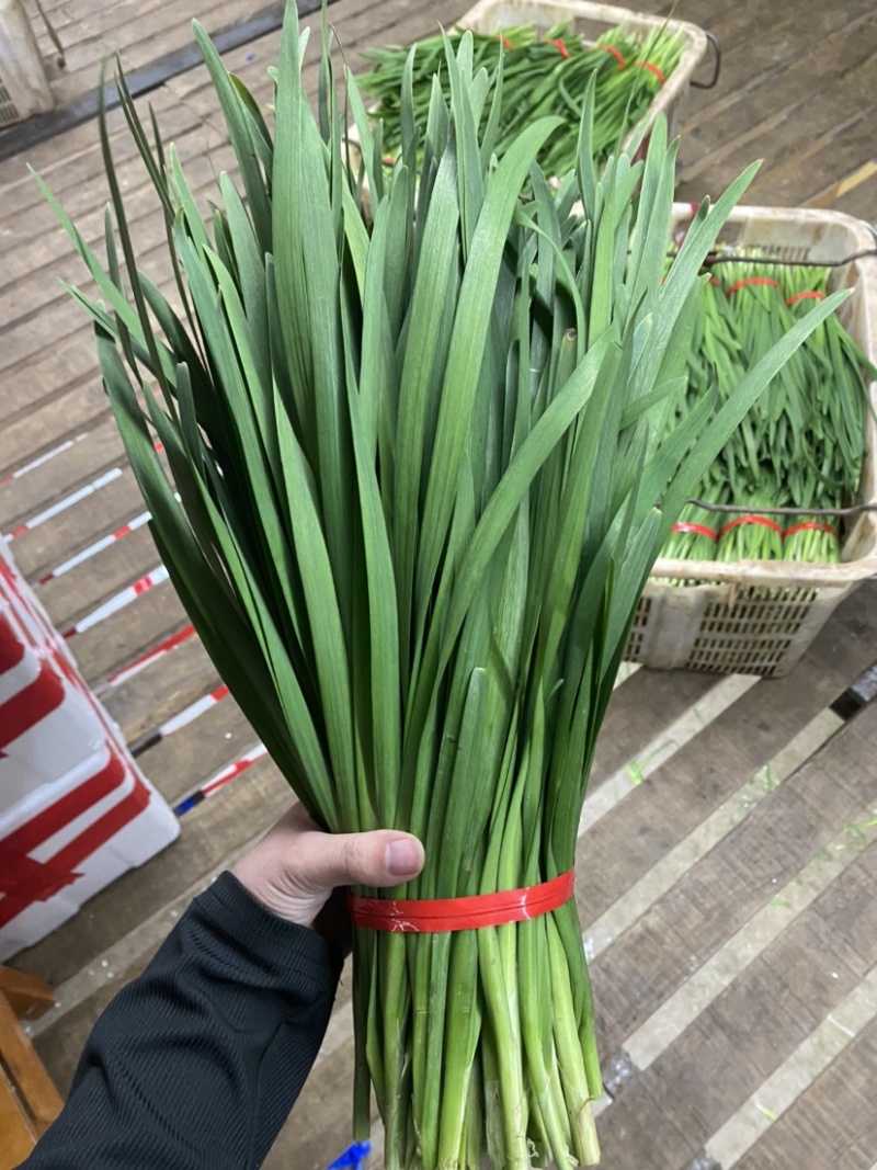 云南精品韭菜