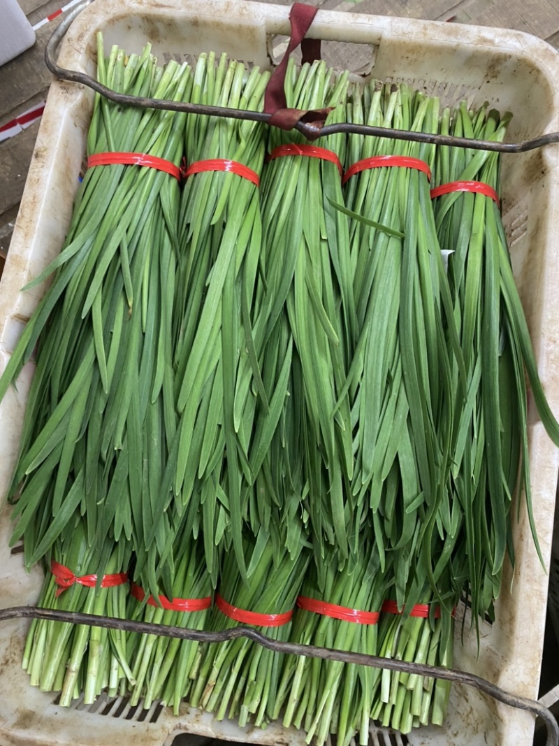 云南精品韭菜