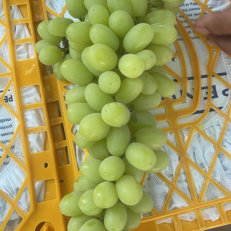 新疆吐鲁番无核白葡萄