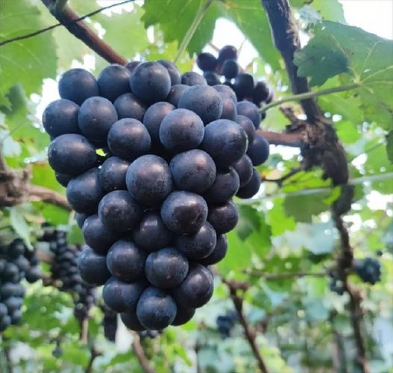巨峰葡萄，阳光玫瑰