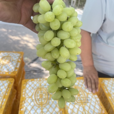 新疆吐鲁番无核白