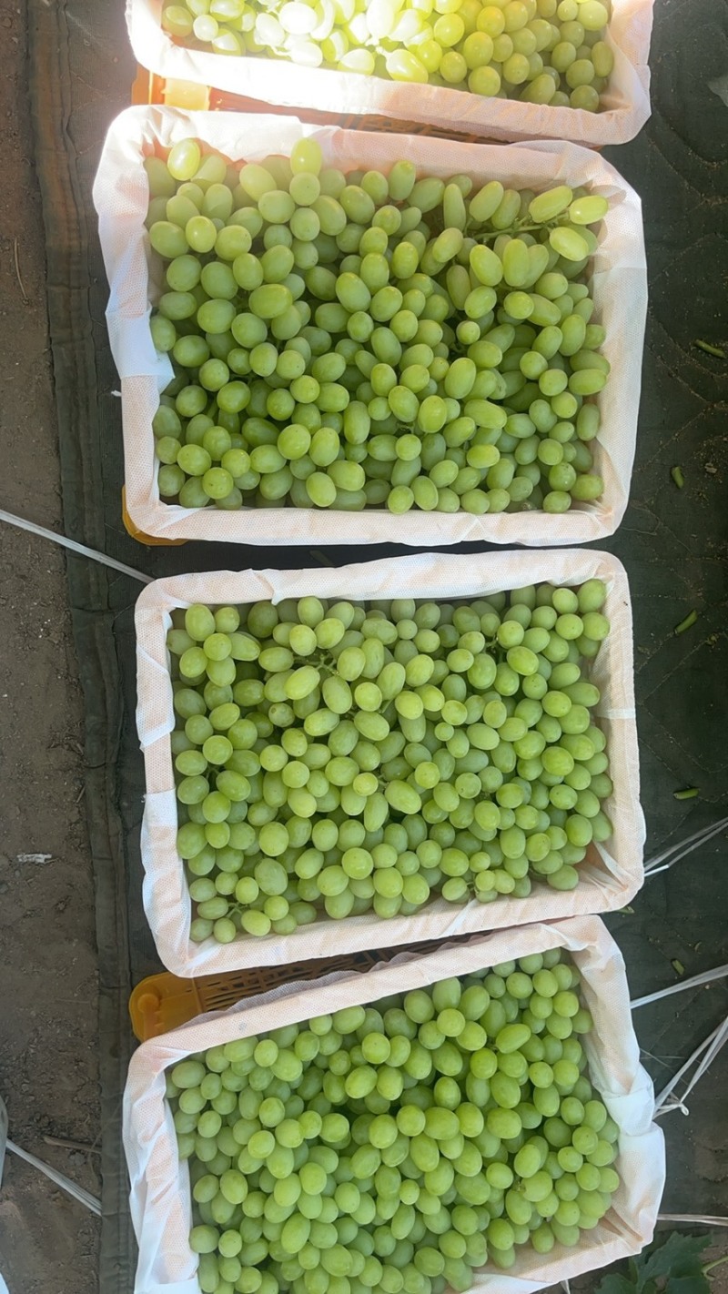 新疆吐鲁番无核白
