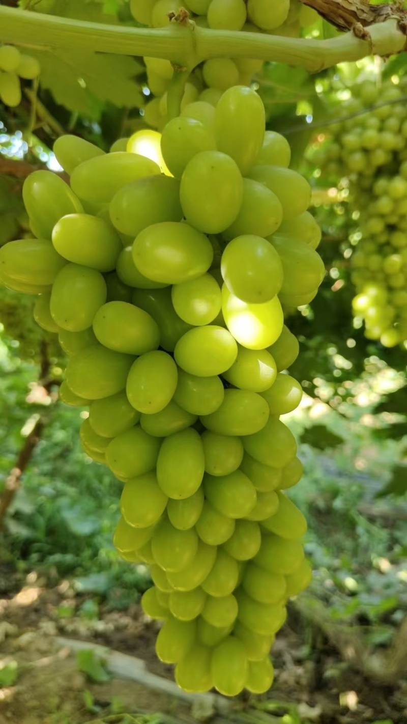 新疆吐鲁番无核白