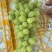 新疆吐鲁番无核白