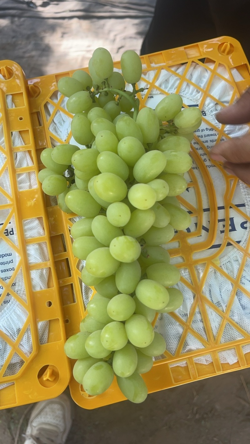 新疆吐鲁番无核白