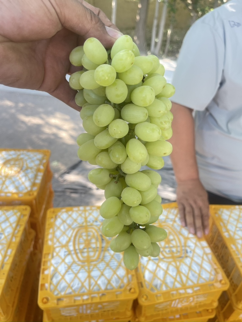 新疆吐鲁番无核白