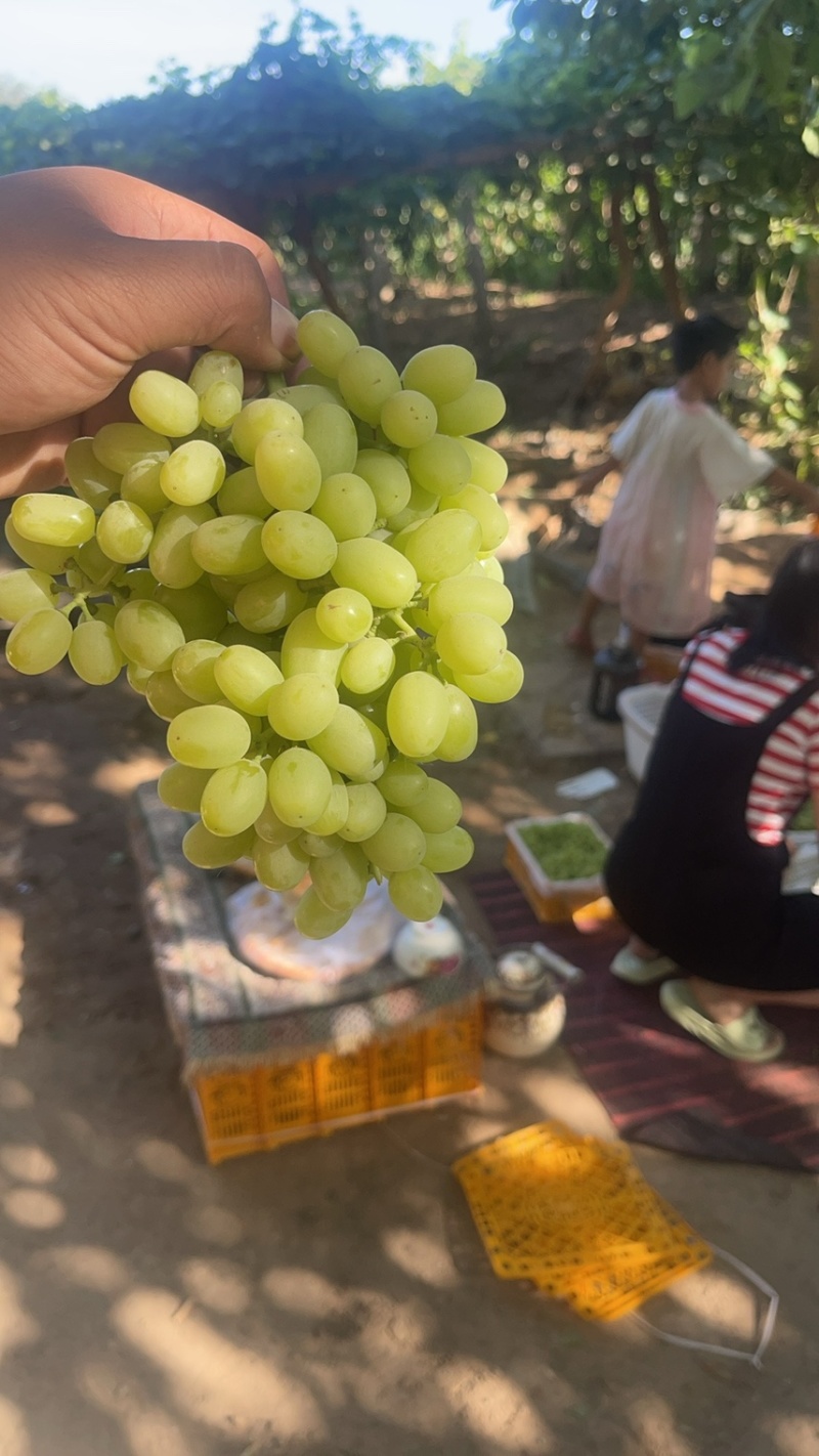 新疆吐鲁番无核白