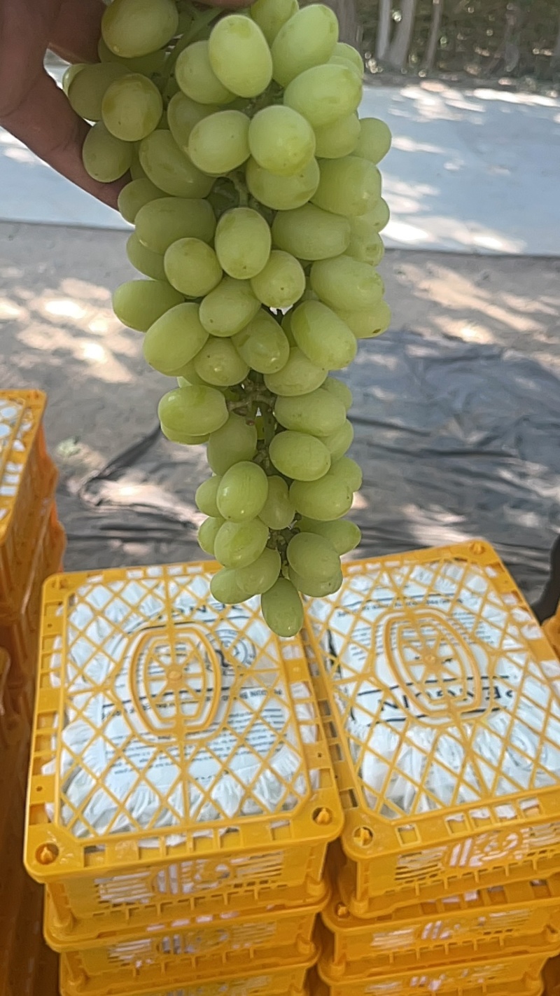 新疆吐鲁番无核白