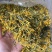 野生金银花