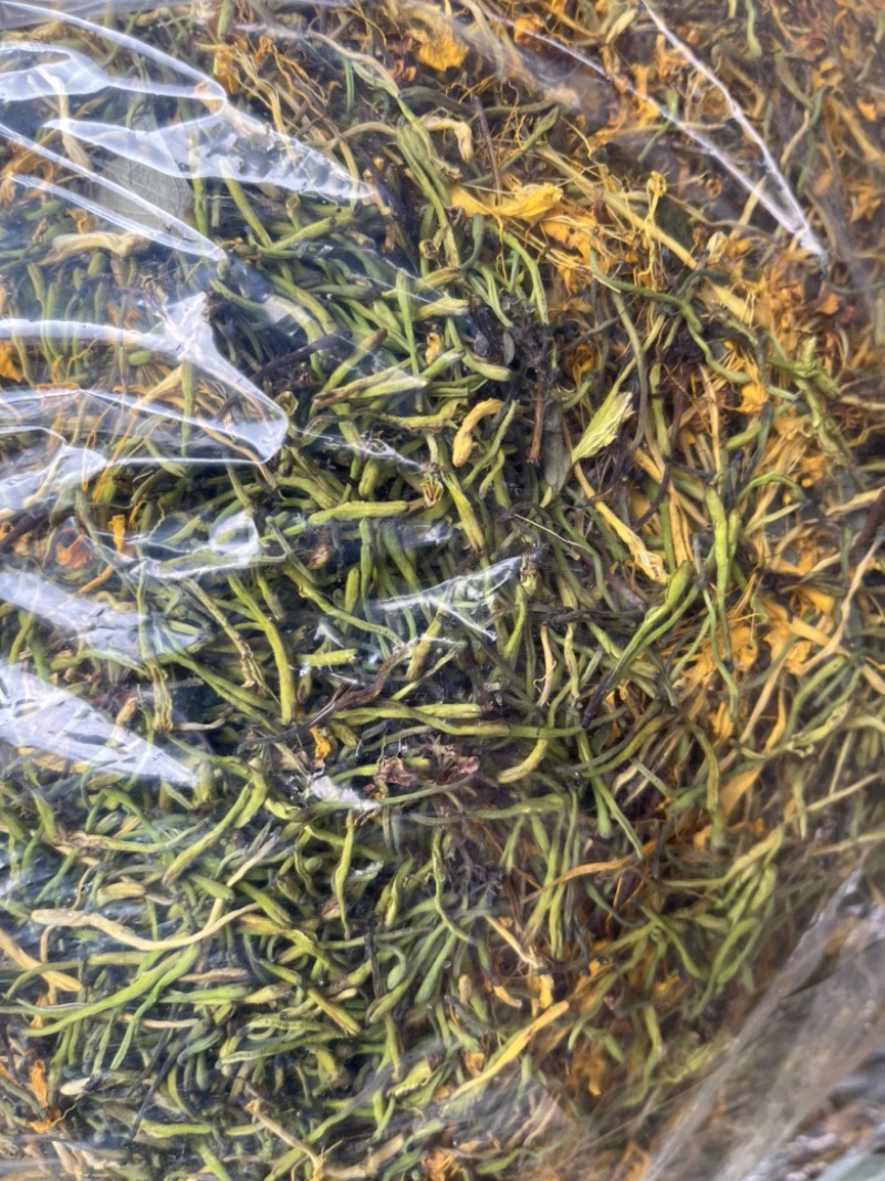野生金银花