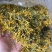 野生金银花