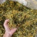 野生金银花