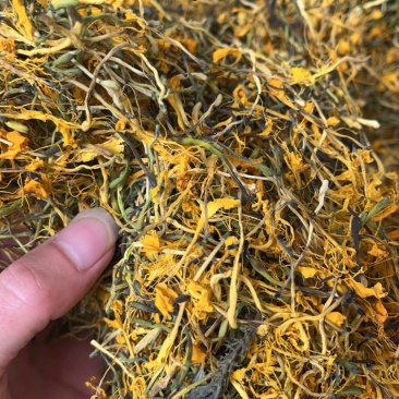 野生金银花