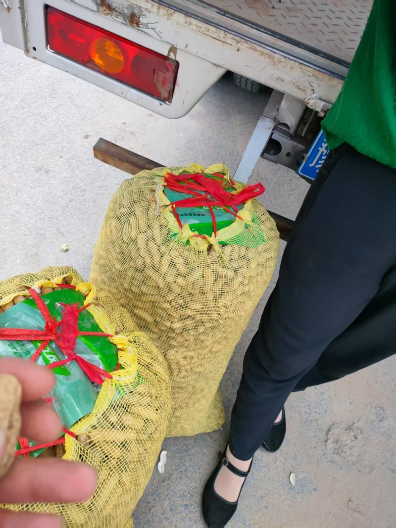 【鲜花生】河南开封鲜花生源头产地直销一手货源批发价