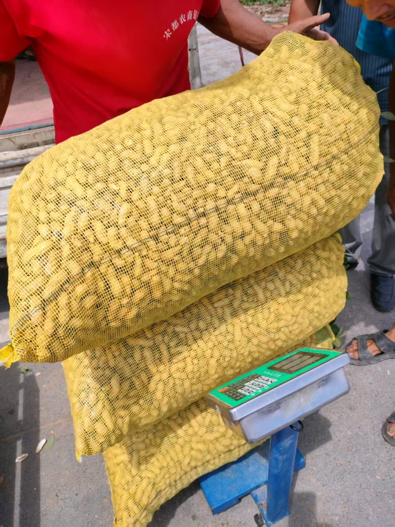 【鲜花生】河南开封鲜花生源头产地直销一手货源批发价