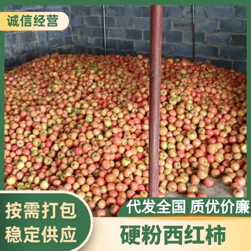 硬粉西红柿